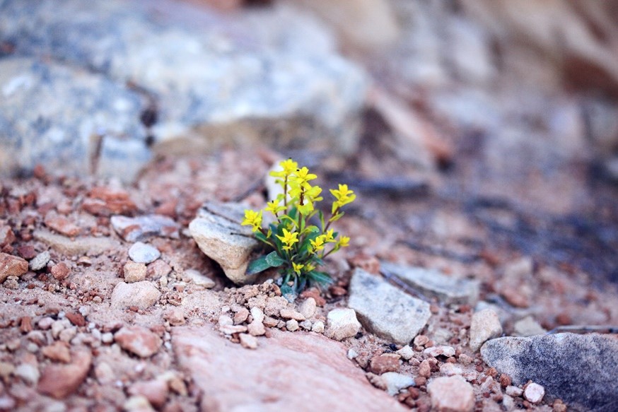 A small green plant with yellow flowers hopefully struggling its way out of rocky soil